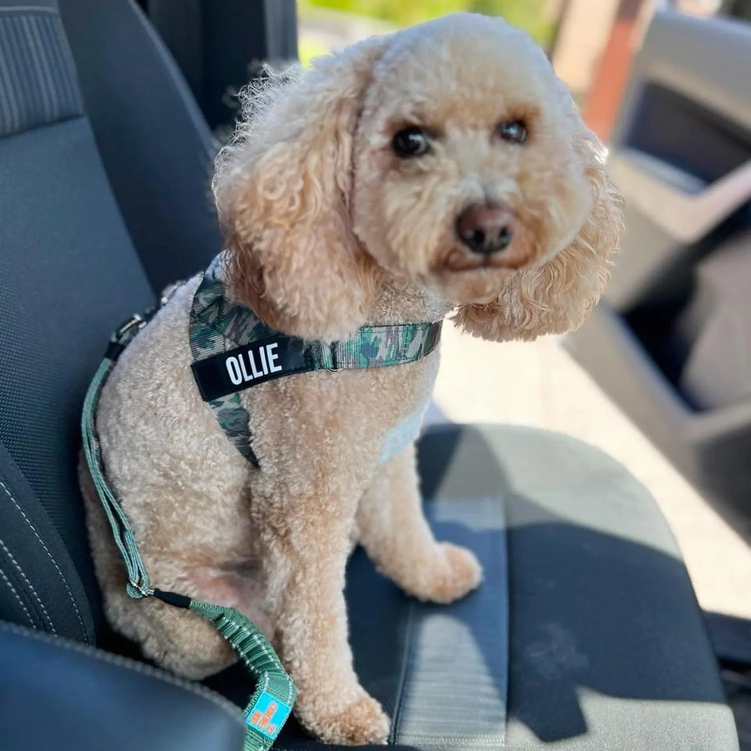 DF Co. Dog Seat Belt | Safe and Comfortable Dog Transportation | Adjustable Length, Anti-Shock Bungee, Universal Heavy Duty Clips | Green Camo