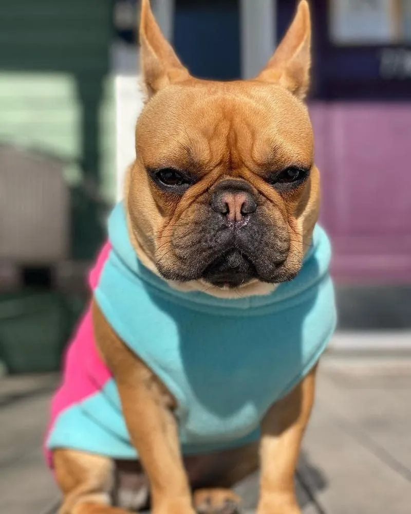 Gooby Half Stretch Fleece Vest Sweater - Pink, Medium - Warm Pullover Jacket With D-Ring Leash - Winter Small Dog Coat - Cold Weather Clothes for Small Dogs Boy or Girl