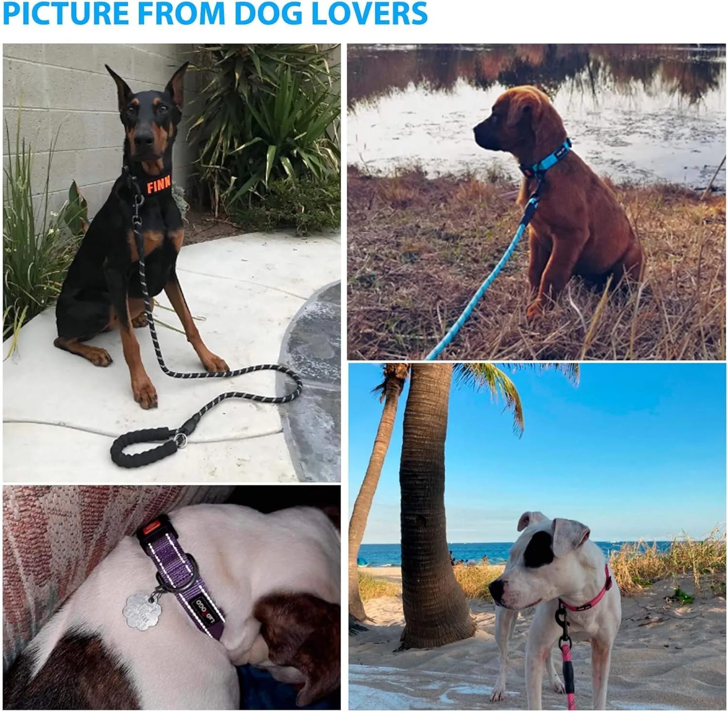 Heavy Duty Dog Leash - Comfortable Padded Handle, 5 ft Long - Dog Leashes for Small Medium Large Dogs (Leash Collar M Neck 16"-20", Blue)