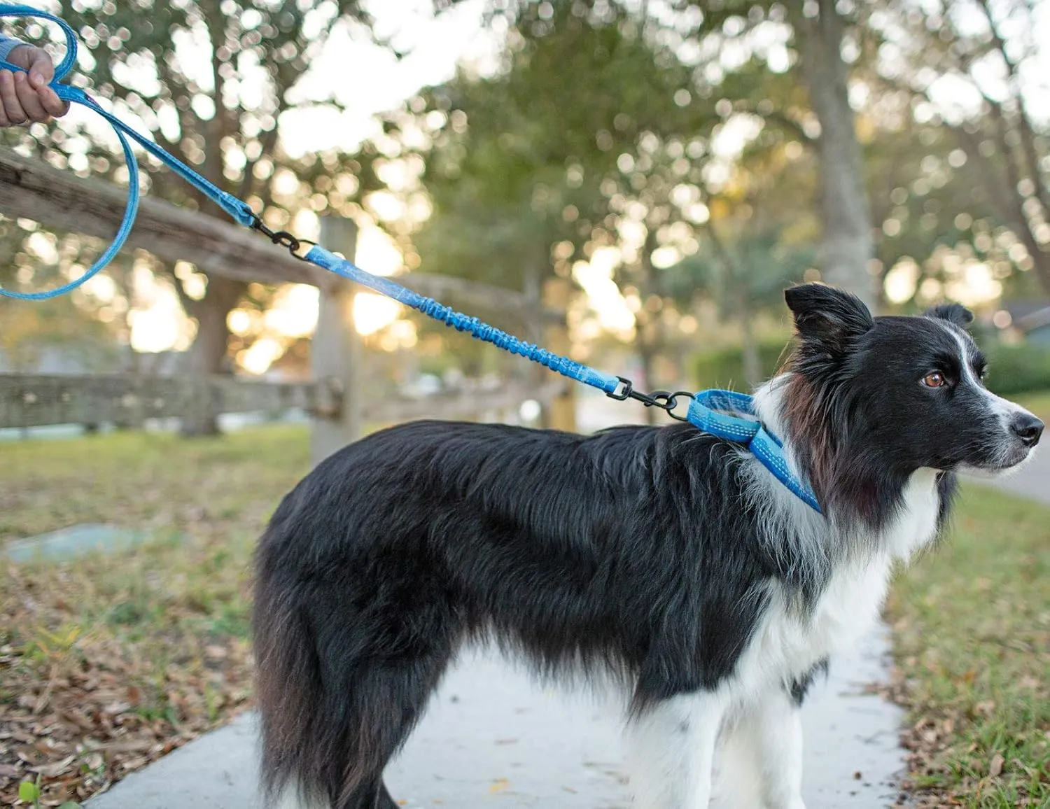 Leash Boss ,18 ( 45.7 ), - ()