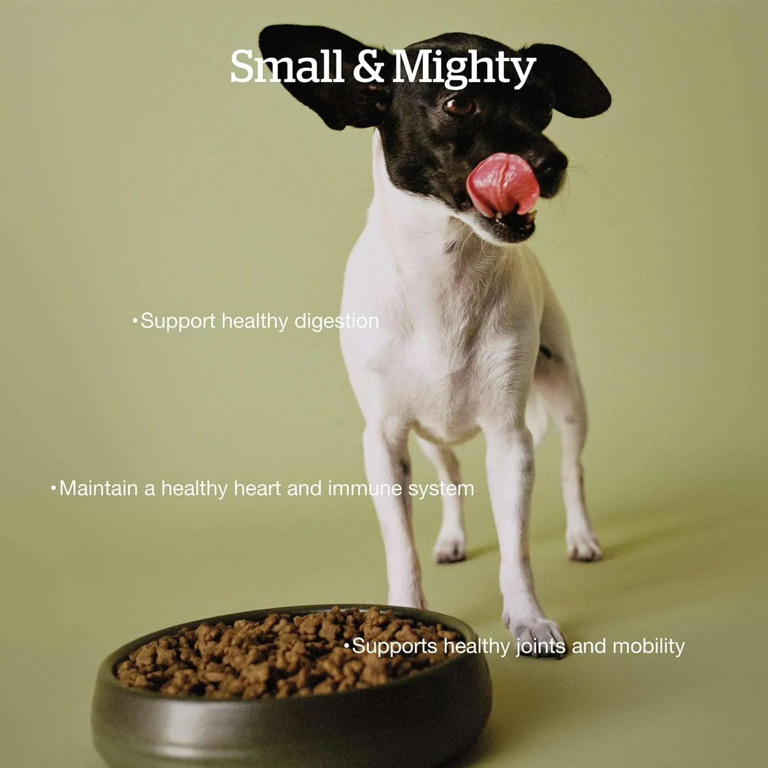 Now Fresh Grain-Free, Dry Dog Food, Small Breed Kibble, Real Meat and Fish, Turkey, Salmon and Duck Senior Recipe, 12 lb Bag